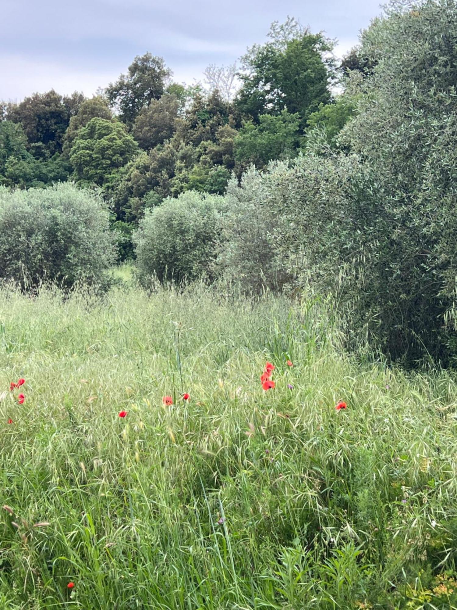 Agriturismo Podere Cortilla Volterra Eksteriør bilde